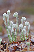 Unfurling springtime ferns, Nova Scotia, Canada