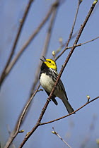 Black-throated Green Warbler (Setophaga virens) male singing territorial song, Nova Scotia, Canada