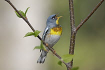 Northern Parula (Setophaga americana) male singing territorial spring song, Nova Scotia, Canada