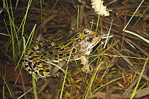 Northern Leopard Frog (Rana pipiens) in shallow water, Nova Scotia, Canada