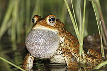 American Toad (Bufo americanus) calling in spring pond, West Stoney Lake, Nova Scotia, Canada. Sequence 1 of 2