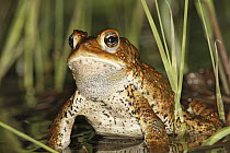 American Toad (Bufo americanus) in spring pond, West Stoney Lake, Nova Scotia, Canada. Sequence 2 of 2