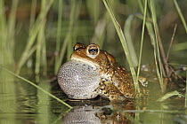 American Toad (Bufo americanus) calling in spring pond, West Stoney Lake, Nova Scotia, Canada. Sequence 1 of 2