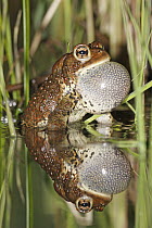 American Toad (Bufo americanus) calling in spring pond, West Stoney Lake, Nova Scotia, Canada