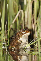 American Toad (Bufo americanus) in spring pond, West Stoney Lake, Nova Scotia, Canada