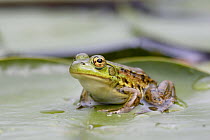 Mink Frog (Rana septentrionalis) on lily pad, West Stoney Lake, Nova Scotia, Canada