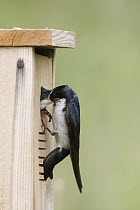 Tree Swallow (Tachycineta bicolor) parent feeding chick, Nova Scotia, Canada