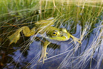 Northern Green Frog (Rana clamitans melanota) floating in water, West Stoney Lake, Nova Scotia, Canada