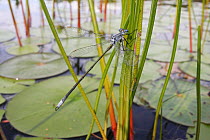 Damselfly (Lestidae) on reed, West Stoney Lake, Nova Scotia, Canada