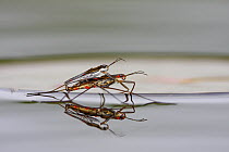 Pond Skater (Gerridae) pair with red parasitic organisms, mating, West Stoney Lake, Nova Scotia, Canada