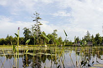 Pickerelweed (Pontederia cordata) rushes and boreal forest, West Stoney Lake, Nova Scotia, Canada