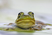 Northern Green Frog (Rana clamitans melanota), West Stoney Lake, Nova Scotia, Canada