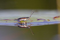 Soldier Beetle (Cantharidae) on lily pad, West Stoney Lake, Nova Scotia, Canada