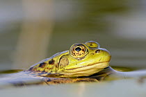Mink Frog (Rana septentrionalis), West Stoney Lake, Nova Scotia, Canada