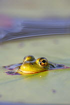 Mink Frog (Rana septentrionalis) peeking through hole in lily pad, West Stoney Lake, Nova Scotia, Canada