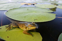 Northern Green Frog (Rana clamitans melanota) juvenile still possessing tadpole tail, West Stoney Lake, Nova Scotia, Canada