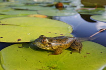 Northern Green Frog (Rana clamitans melanota) juvenile still possessing tadpole tail, West Stoney Lake, Nova Scotia, Canada