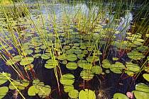 Marsh with reeds and lily pads surrounding a pond, West Stoney Lake, Nova Scotia, Canada