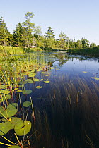 Marsh with reeds and lily pads surrounding a pond, Nova Scotia, Canada