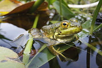 Northern Green Frog (Rana clamitans melanota) in pond, West Stoney Lake, Nova Scotia, Canada