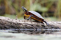 Painted Turtle (Chrysemys picta) sunbathing on log, West Stoney Lake, Nova Scotia, Canada