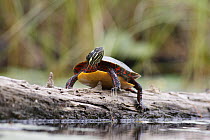 Painted Turtle (Chrysemys picta) sunbathing on log, West Stoney Lake, Nova Scotia, Canada