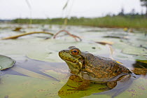 Northern Green Frog (Rana clamitans melanota) among lily pads, West Stoney Lake, Nova Scotia, Canada