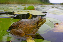 Northern Green Frog (Rana clamitans melanota) among lily pads, West Stoney Lake, Nova Scotia, Canada