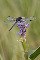 Dragonfly (Libellulidae) on Pickerelweed (Pontederia cordata) flower, West Stoney Lake, Nova Scotia, Canada