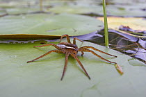 Fishing Spider (Dolomedes sp) on lily pad, West Stoney Lake, Nova Scotia, Canada