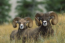 Bighorn Sheep (Ovis canadensis) two large rams reclining in grass