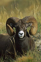 Bighorn Sheep (Ovis canadensis) ram reclining in dry grass