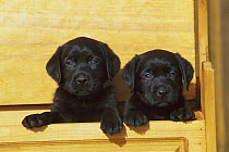 Black Labrador Retriever (Canis familiaris) two puppies peeking out of a box