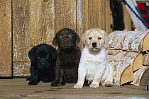 Labrador Retriever (Canis familiaris), three different colored puppies, black, chocolate, and yellow, beside logs