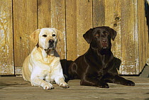 Labrador Retriever (Canis familiaris) yellow and chocolate pair laying on deck