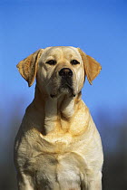 Yellow Labrador Retriever (Canis familiaris) portrait