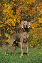 Weimaraner (Canis familiaris) male standing in front of fall leaves