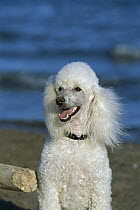 Miniature Poodle (Canis familiaris) portrait
