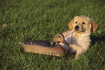 Golden Retriever (Canis familiaris) puppy playing with decoy