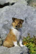 Collie (Canis familiaris) puppy