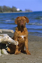 Dogue de Bordeaux (Canis familiaris) puppy on beach