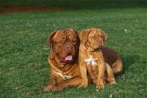 Dogue de Bordeaux (Canis familiaris) male and puppy