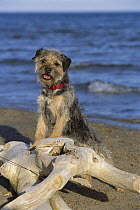 Border Terrier (Canis familiaris) portrait on beach