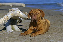 Dogue de Bordeaux (Canis familiaris) adult on beach