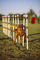 Vizsla (Canis familiaris) doing weave poles during agility test