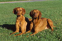 Vizsla (Canis familiaris) pair portrait