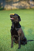 Black Labrador Retriever (Canis familiaris) balancing bone