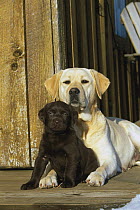 Yellow Labrador Retriever (Canis familiaris) mom with chocolate puppy