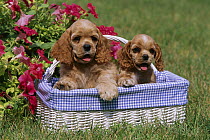 Cocker Spaniel (Canis familiaris) puppy pair in basket