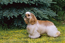 Cocker Spaniel (Canis familiaris) portrait